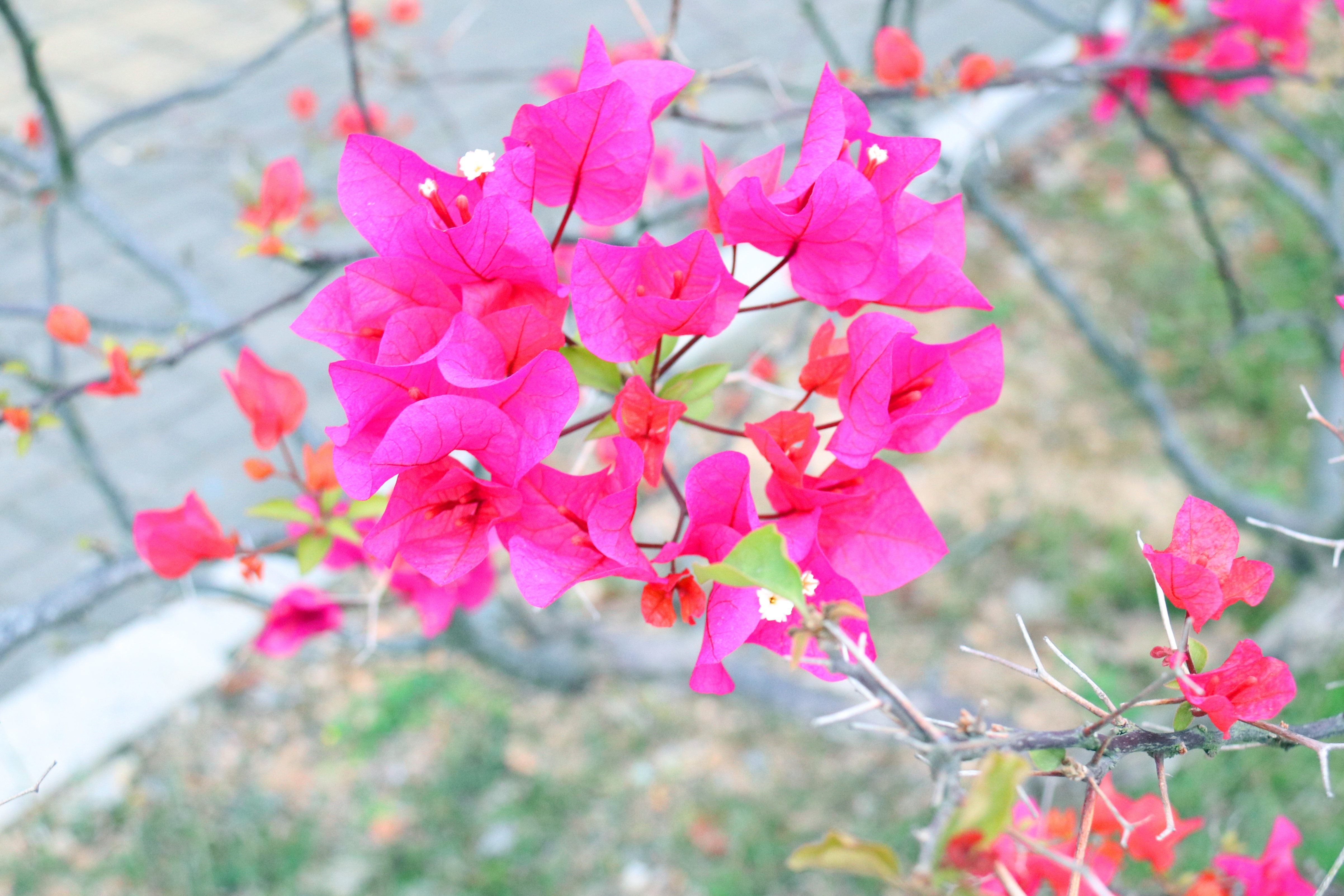 �������ǲ���(�й���)�ٷ���վ